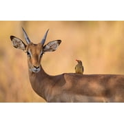 Wall Art Impressions 36x24in Photographic Print Poster Impala Oxpecker Bird Antelope Horns Wildlife Wild