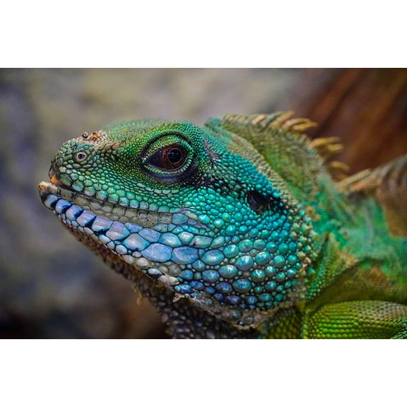 Wall Art Impressions 36x24in Photographic Print Poster Lizard Colorful Head View Exotic Reptile Scale