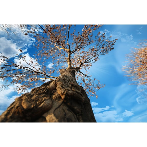 Wall Art Impressions 36x24in Photographic Print Poster Tree Trunk Leaves Wood Bark Branches Foliage Sky