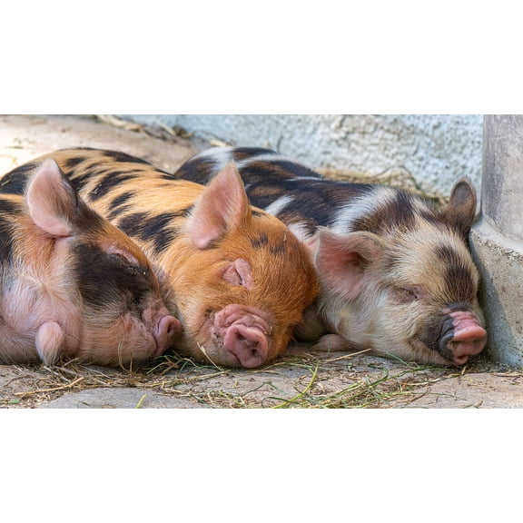 Wall Art Impressions 42x24in Photographic Print Poster Pigs Piglet Animal Babies Cute Mammals Breed Pigs