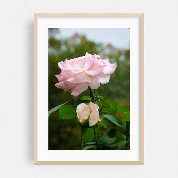 Wall Art Prints Flowers: Admiration Pink Rose - Mixed Media Floral Flowers Nature Garden Botanical Pastel Scenic Oak Framed Wall Art Print 5 x 7 inches
