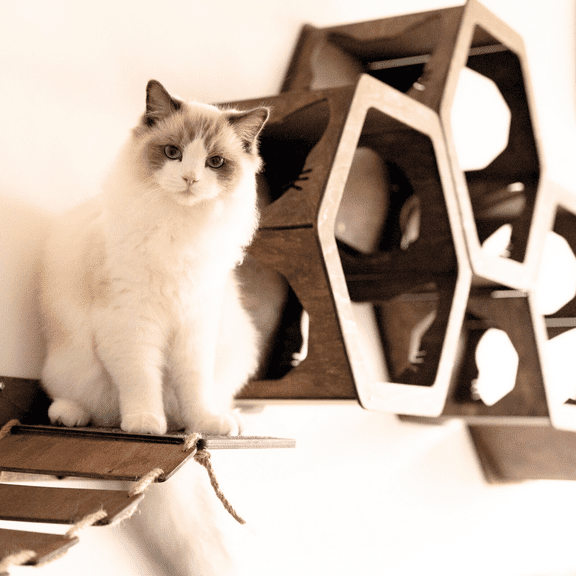 Wall Cat Shelves Wood Cat Wall Shelves Cat Furniture - Wooden Cat Shelf Wall Mounted Cat Wall Furniture - Indoor Cats Rustic Cat Decor Cat Lover Gift (Set of 2 Hex)