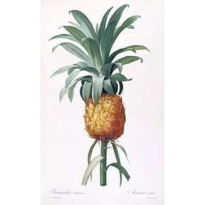 .Wall Decoration Poster.Interior design.Pineapple.fruit.School illustration 16 x 24 Inch Poster
