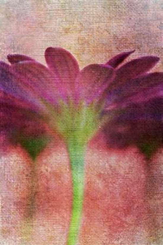 Wall Flower Canvas Art - Roberta Murray (20 x 28)