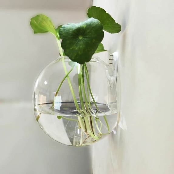 Wall Hanging Vase Semi-Round Clear Glass Hydroponic Planter for Home Decor, 6”