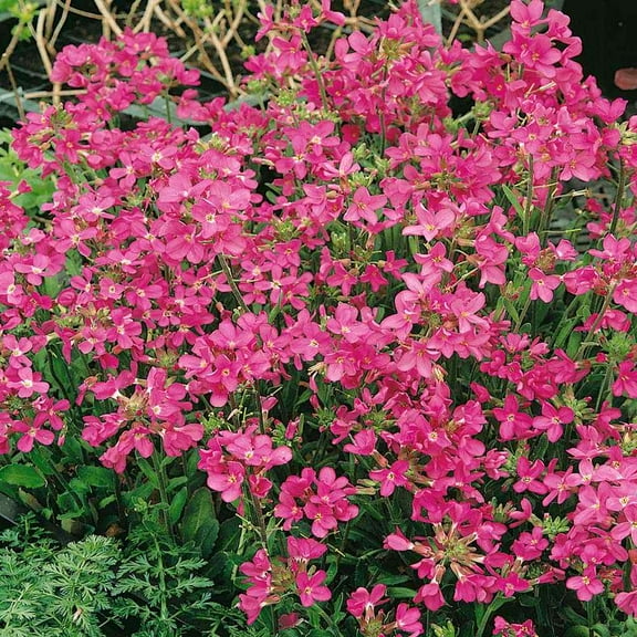 Outsidepride 200 Wall Rock Cress Red Sensation Ground Cover Plant Seeds, Drought Tolerant