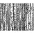 thumbnail image 1 of Wall Rogues Wood for the Trees Wall Mural, 1 of 2