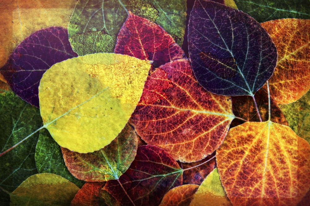 Wall art of close up of fallen aspen tree leaves in Sierra Nevada region Bishop California United States of America Canvas Art - Marion Owen Design Pics (38 x 24)