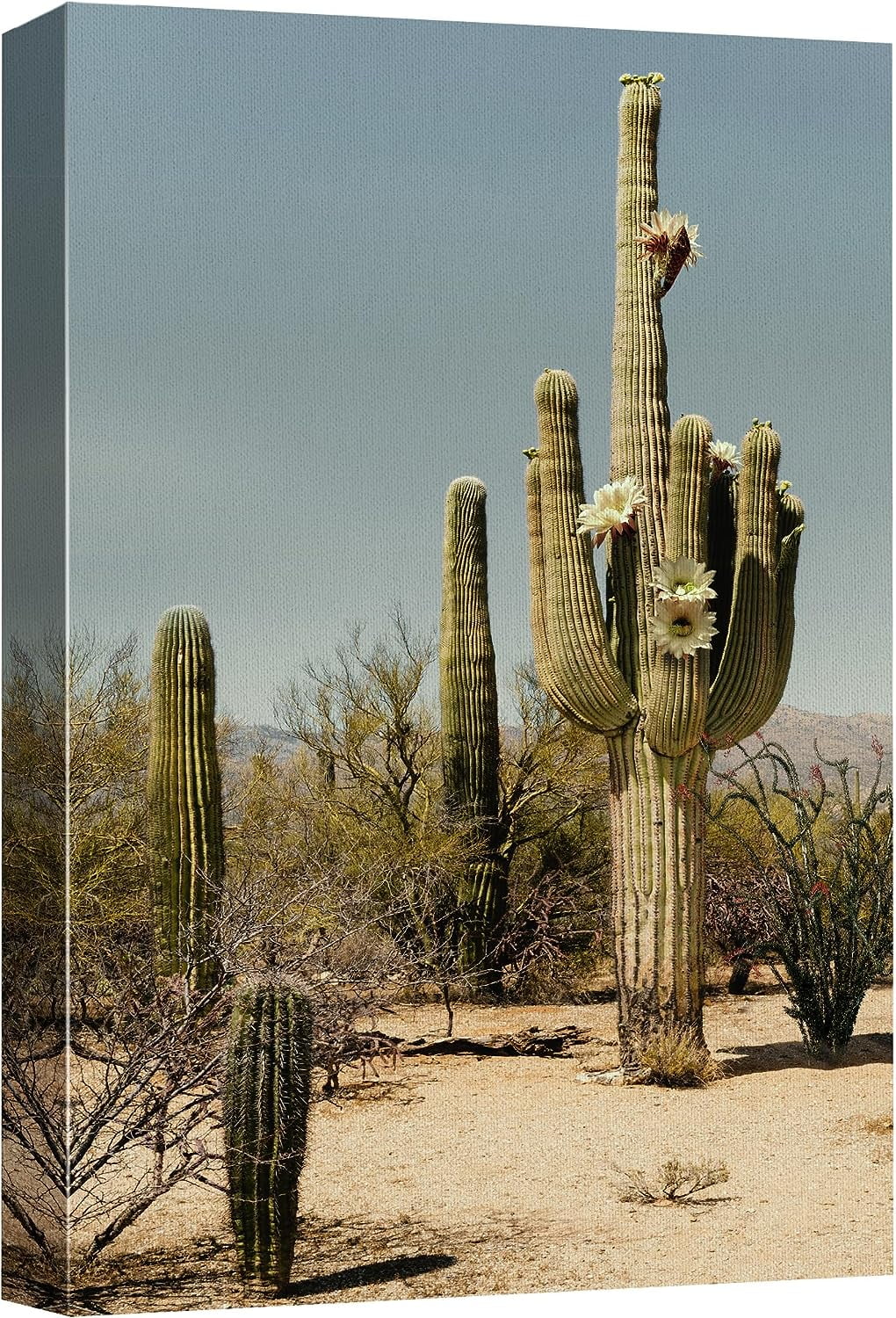 Wall26 Canvas Print Wall Art Saguaro Cactus Brush Nature Wilderness