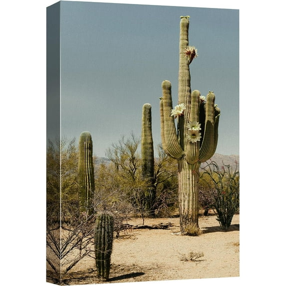 Wall26 Canvas Print Wall Art Saguaro Cactus Brush Nature Wilderness Photography Art Decor Realism Floral Botanical Southwest Rustic Countryside Desert Rustic Landscape Print for Bedroom - 32"x48"