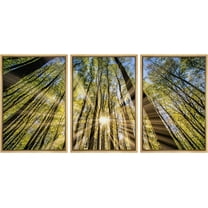 Wall26 Framed Prints Canvas Wall Art Set of 3 Summer Sunlight Tree Forest Nature Wilderness Photography Realism Decoration Landscape Rustic Country/Farmhouse Wall Decora - Natural 24"x36"x3
