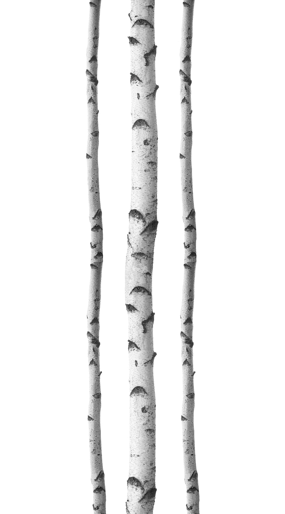 Silver Birch Tree Wall Decal Set for Nursery