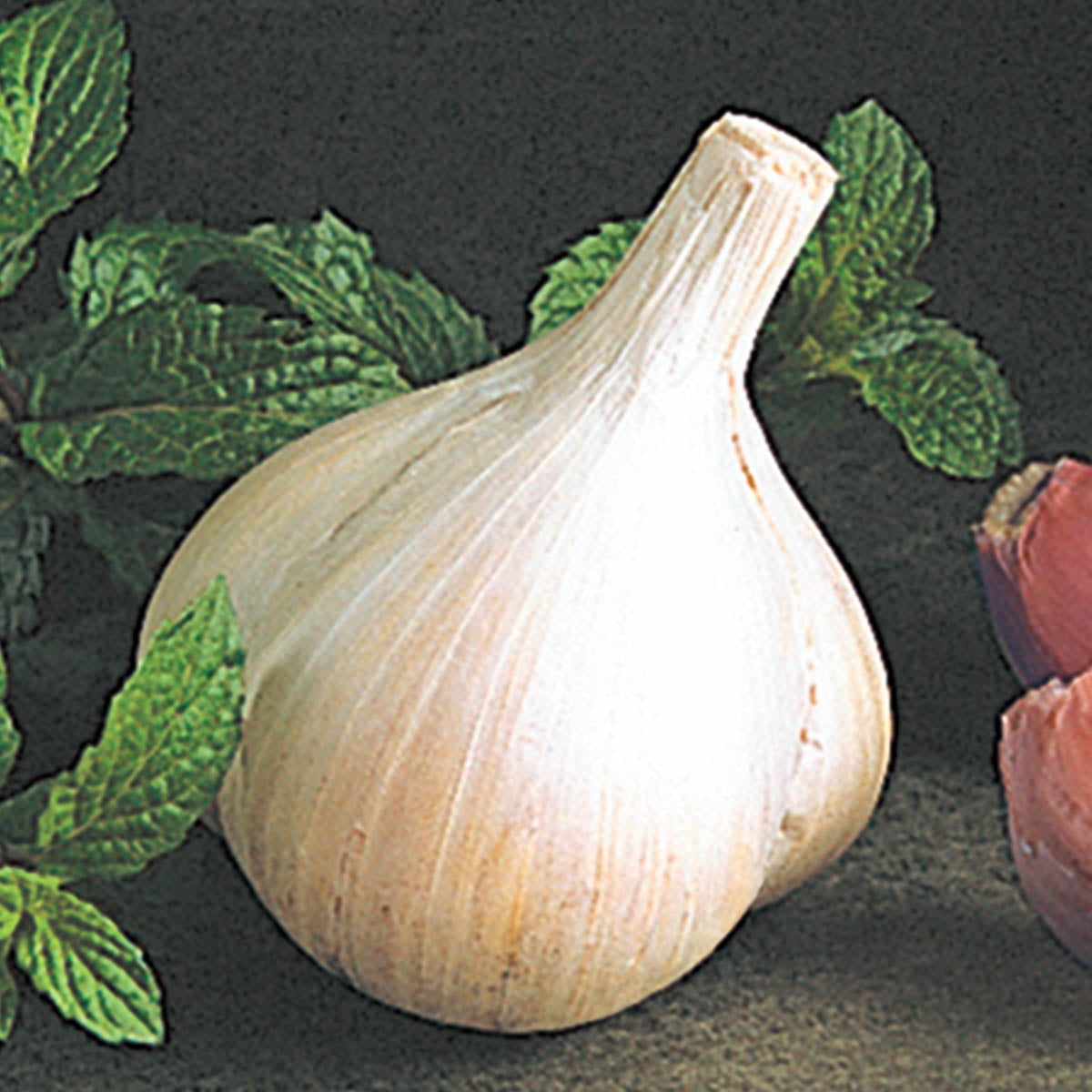 Walla Walla Early Softneck Garlic Dormant Bulb (1-Pack)