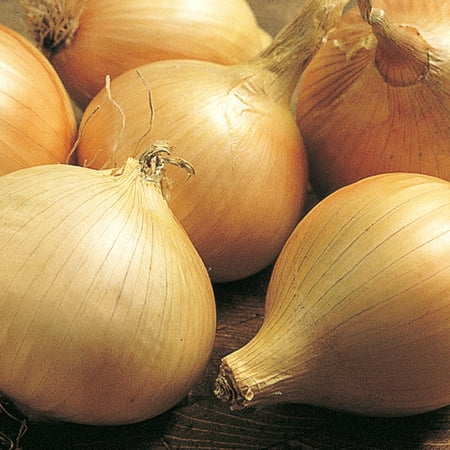 Walla Walla Onion Dormant Bare Root Vegetable Roots, 2-bunches per offer