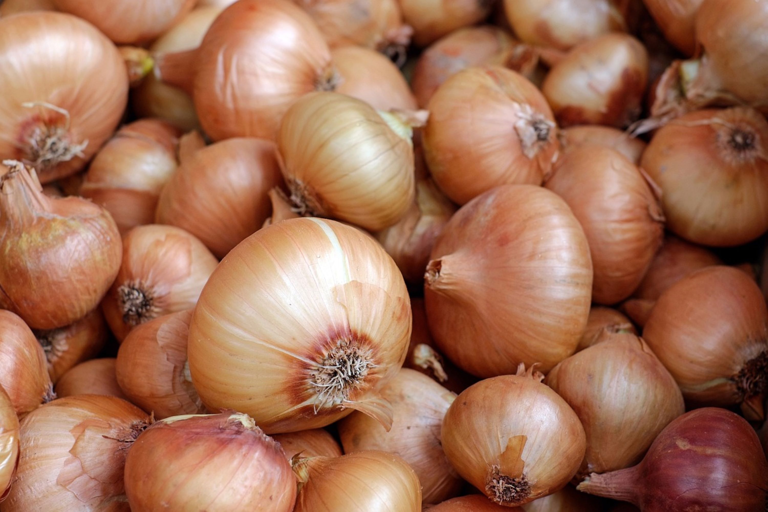 Walla Walla Onion Seeds/ Annual/ Full Sun/ 125 Seeds 1/2
