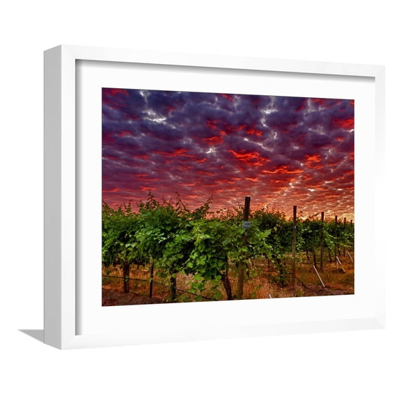 Art.com Walla Walla Wine Country, Walla Walla, Washington, USA Photographic Print by Richard Duval, White Frame Wall Art, 21" x 17"