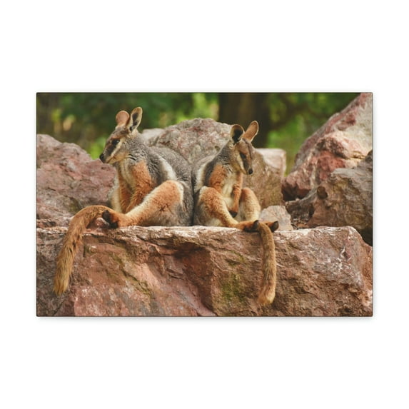 Wallaby Couple Wallaby Couple Print Animal Wall Art Wildlife Canvas Prints Wall Art Ready to Hang Unframed