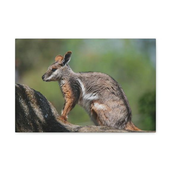 Wallaby Hunting Wallaby on Hunt Print Animal Wall Art Wildlife Canvas Prints Wall Art Ready to Hang Unframed