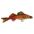 thumbnail image 1 of Walleye, 1 of 2