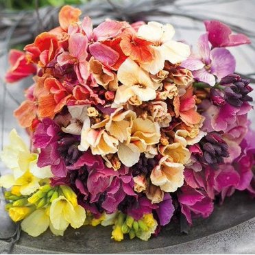 Mother Nature's Seeds Carnation GRENADIN DOUBLE Mix – 200 Seeds, Pollinator-Friendly, Fragrant Cut Flowers