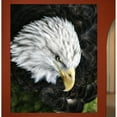 thumbnail image 1 of Wallhogs Batie Bald Eagle Wall Mural, 1 of 2