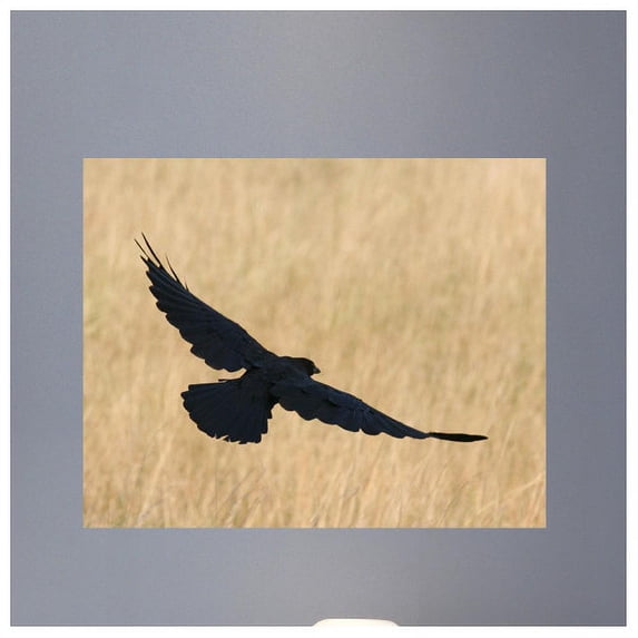 Wallhogs Batie Crow Wall Mural