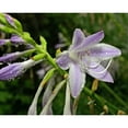 thumbnail image 1 of Wallhogs Batie Wet Flower Glossy Poster, 1 of 2