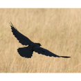 thumbnail image 1 of Wallhogs Batie's Crow Glossy Poster, 1 of 2