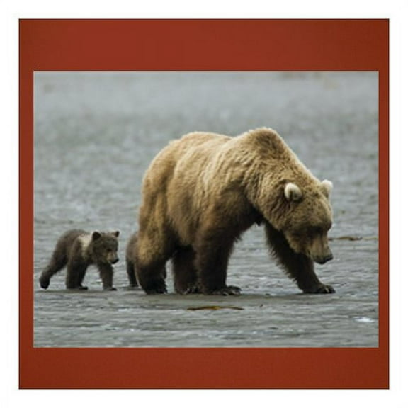 Wallhogs Bear II Glossy Wall Mural