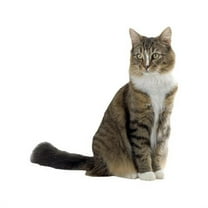 Wallhogs Cat V Cutout Wall Decal