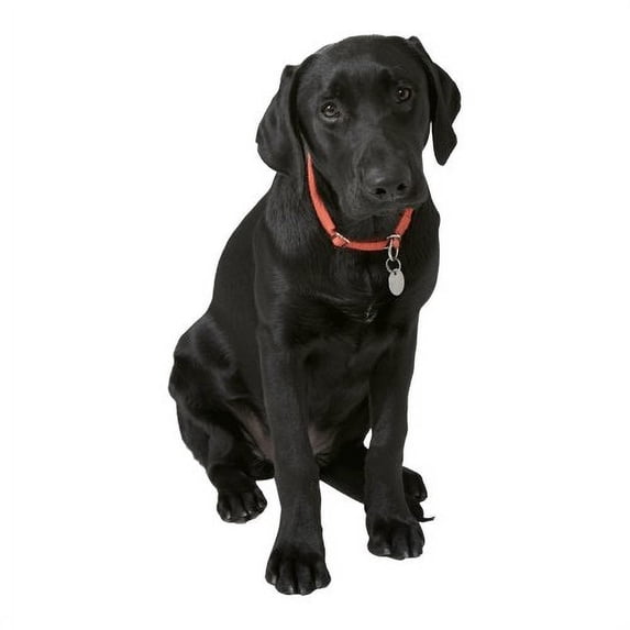 Wallhogs Dog VIII Cutout Wall Decal