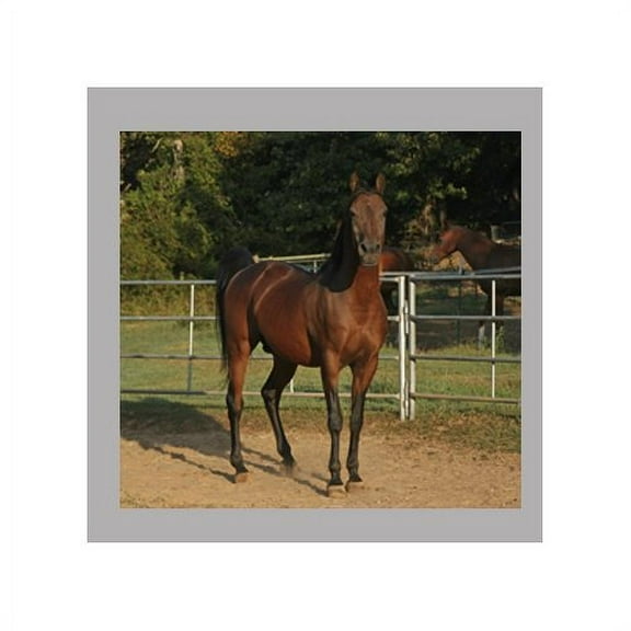 Wallhogs Horse VIII Glossy Wall Mural