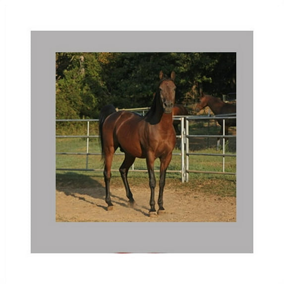 Wallhogs Horse VIII Wall Mural