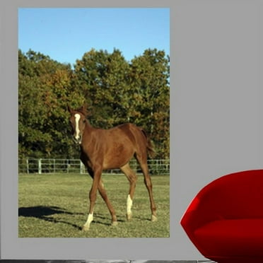 Wallhogs Horse X Glossy Wall Mural