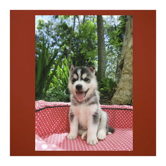 Wallhogs Husky Glossy Wall Mural