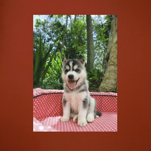 Wallhogs Husky Wall Mural