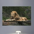 thumbnail image 1 of Wallhogs Lion Resting Wall Decal, 1 of 2