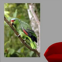 Wallhogs Parrot I Glossy Wall Mural