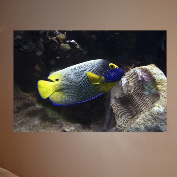 Wallhogs Reef Angel Wall Mural