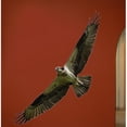 thumbnail image 1 of Wallhogs Schmeltzer Hawk Cutout Wall Decal, 1 of 2