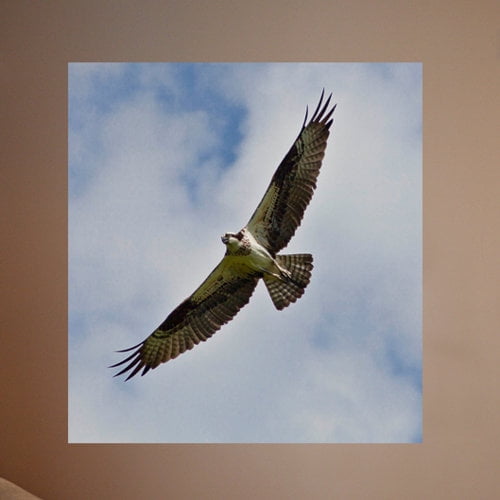 Wallhogs Schmeltzer Hawk Wall Mural