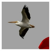 Wallhogs Schmeltzer Pelican Cutout Wall Decal