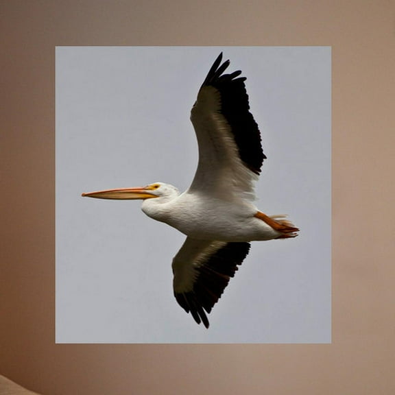 Wallhogs Schmeltzer Pelican Poster Wall Mural