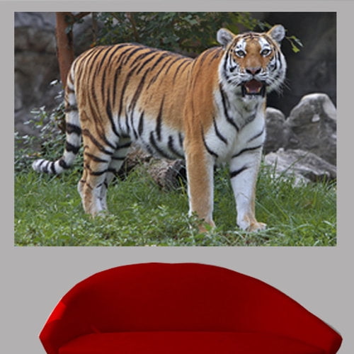 Wallhogs Tiger Glossy Wall Mural