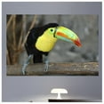 thumbnail image 1 of Wallhogs Toucan I Glossy Wall Mural, 1 of 2