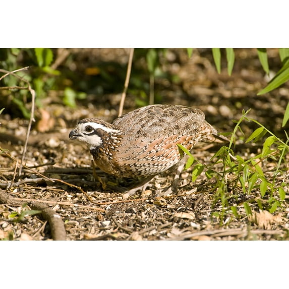 Wallmonkeys A Northern Bobwhite Quail Feeding on Seeds Spread in a Field Peel and Stick Wall Decals Mural WM122402 (24 in W x 16 in H)