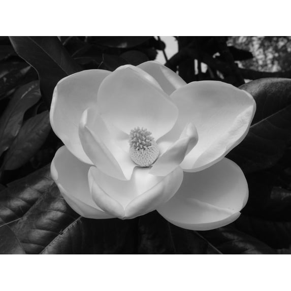Wallmonkeys Magnolia Blossom-1 Peel and Stick Wall Decals Mural WM293058 (18 in W x 14 in H)