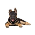 thumbnail image 1 of Wallmonkeys Portrait of a German Shepherd Puppy Peel and Stick Wall Decals WM320012 (18 in W x 14 in H), 1 of 4