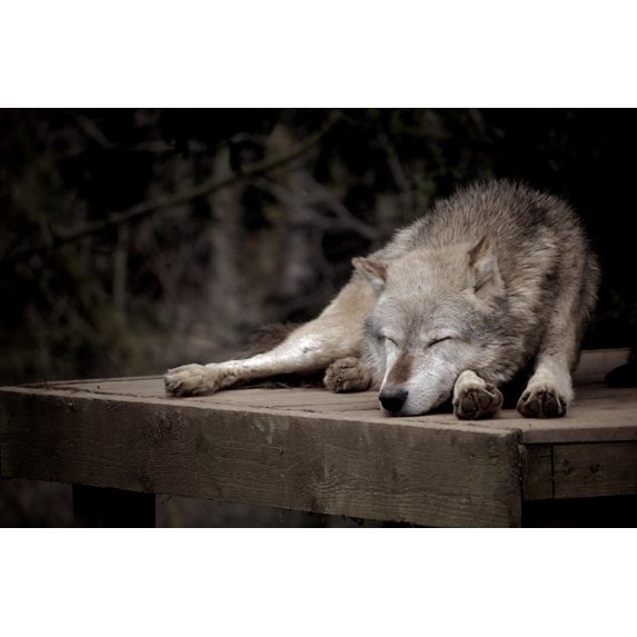 Wallmonkeys Sleeping Wolf Peel and Stick Wall Decals Mural WM177231 (36 in W x 24 in H)