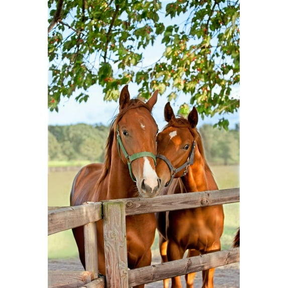 Wallmonkeys Two Horses in Paddock Peel and Stick Wall Decals Mural WM202626 (32 in W x 48 in H)